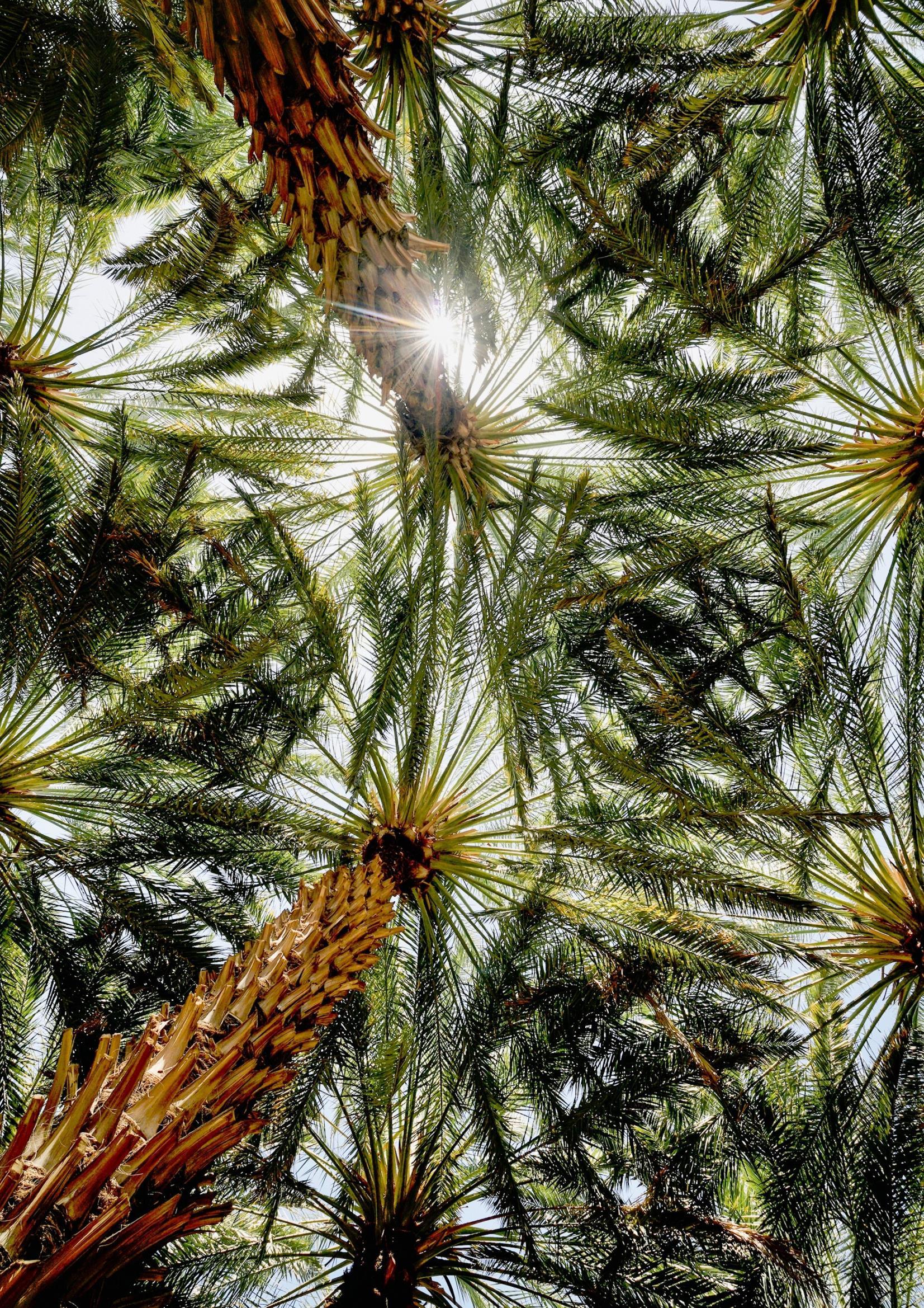 Sunlight filtering through a mature palm canopy