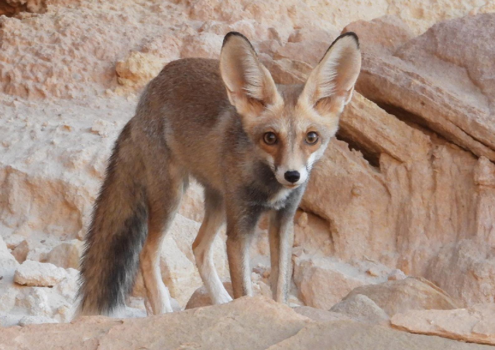 Wild fox within a rocky arid habitat