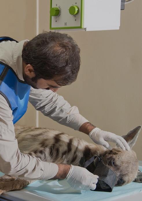 Wildlife specialist providing veterinary care to an animal