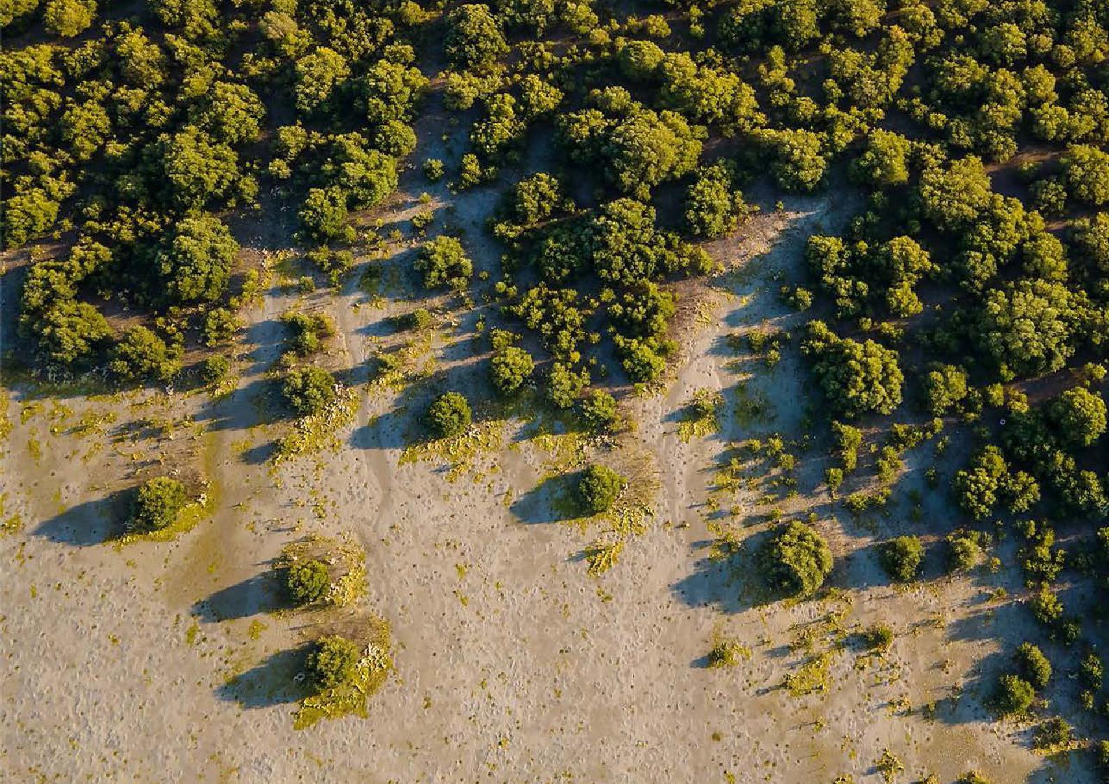 Aerial view of established vegetation across an arid landscape