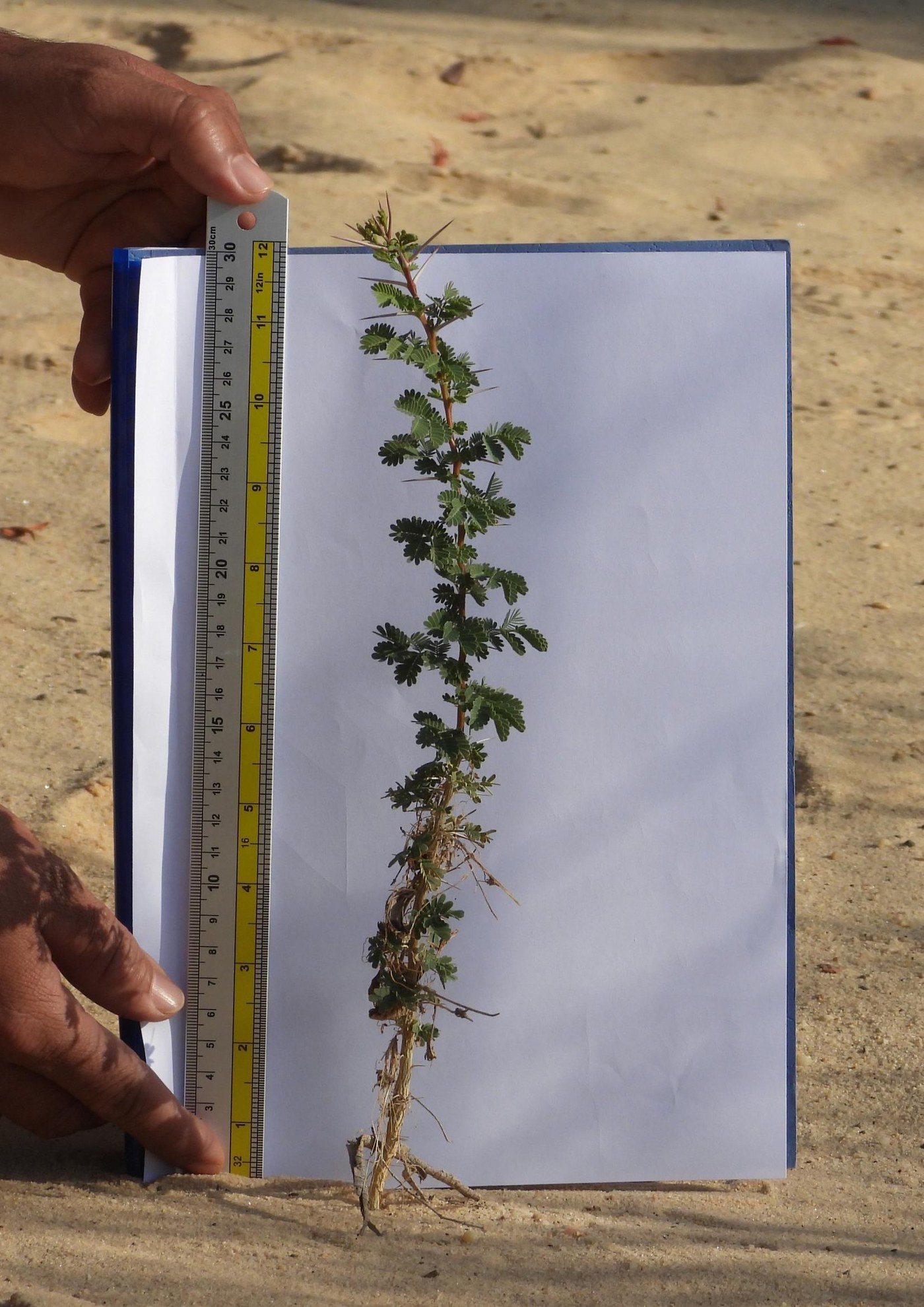 Specialist measuring native plant growth during an environmental field assessment