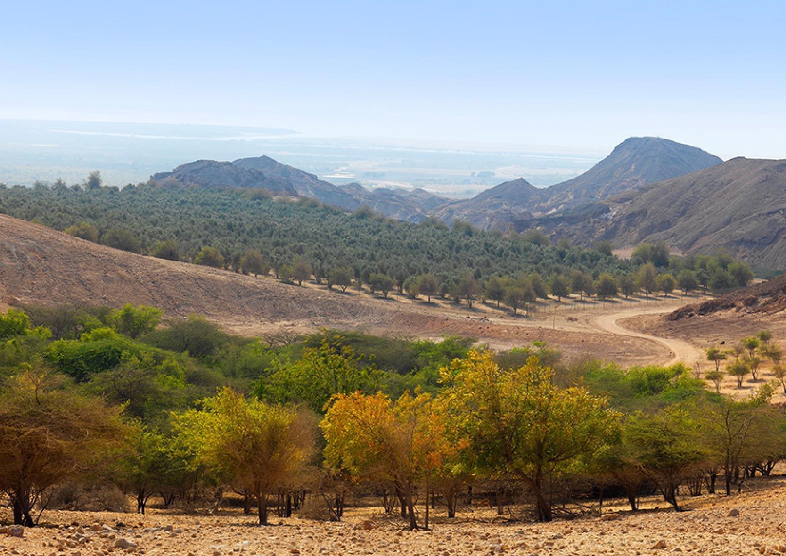 Arid mountain landscape with established forest vegetation