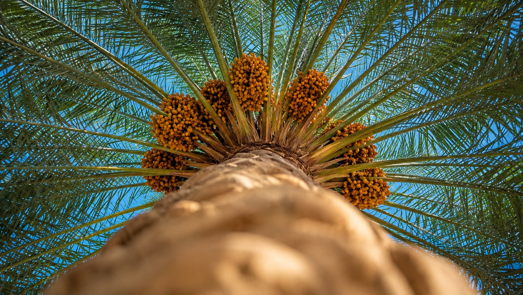 Looking upward through a date palm canopy with ripening fruit