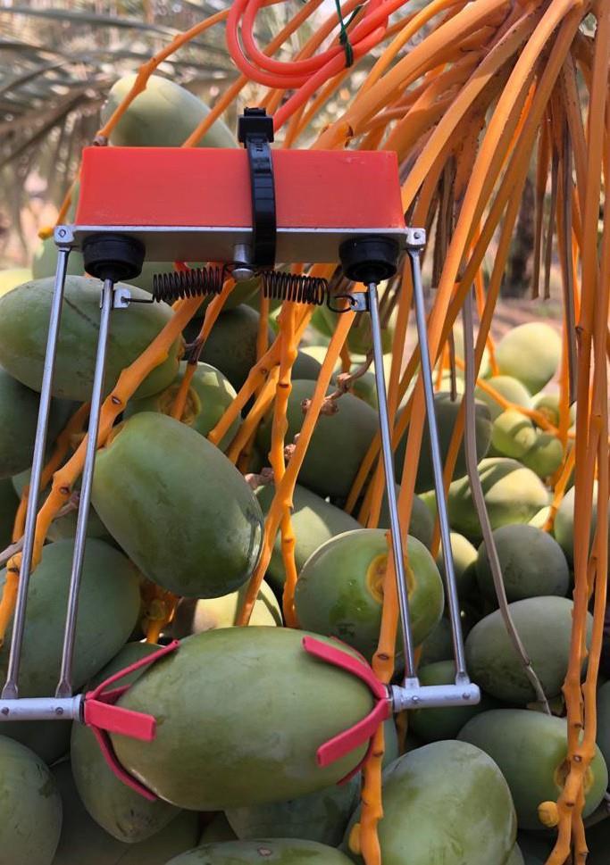 Monitoring sensor attached to date fruit in the field