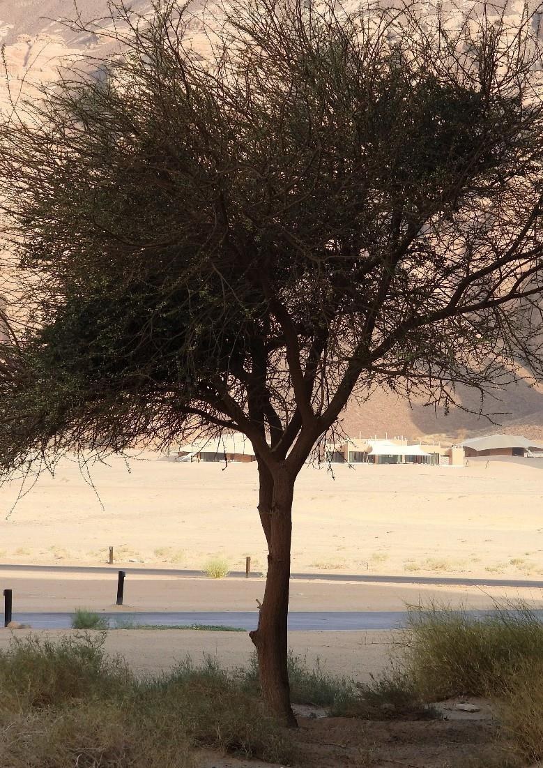 Trees and restoration landscape at Wadi Ashar in AlUla