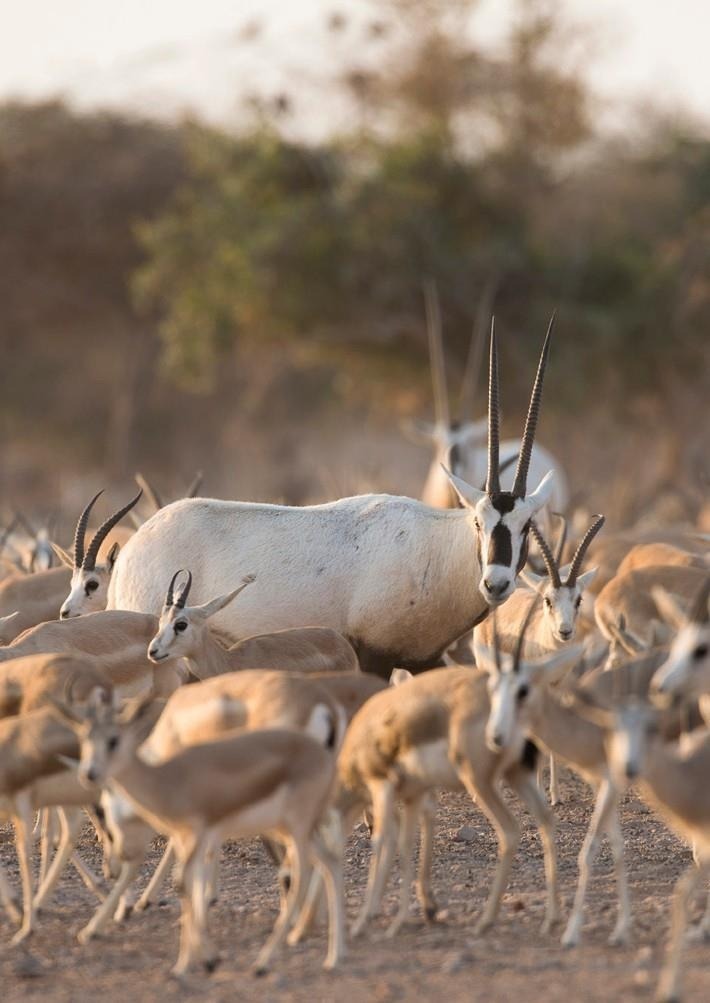 Arabian oryx and gazelles within a managed wildlife herd