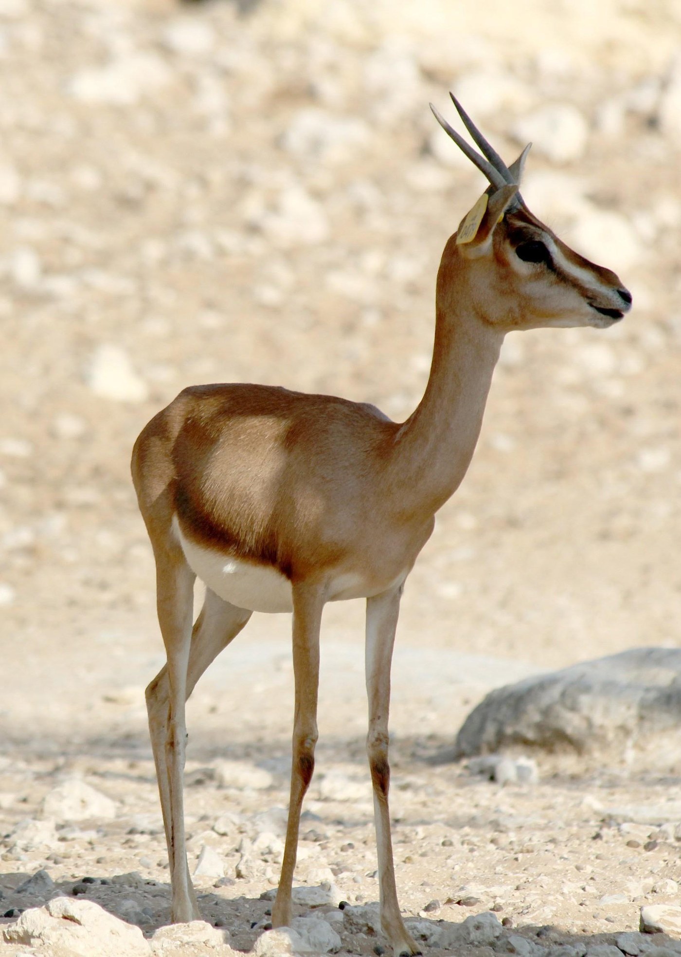 Native gazelle standing in an arid habitat