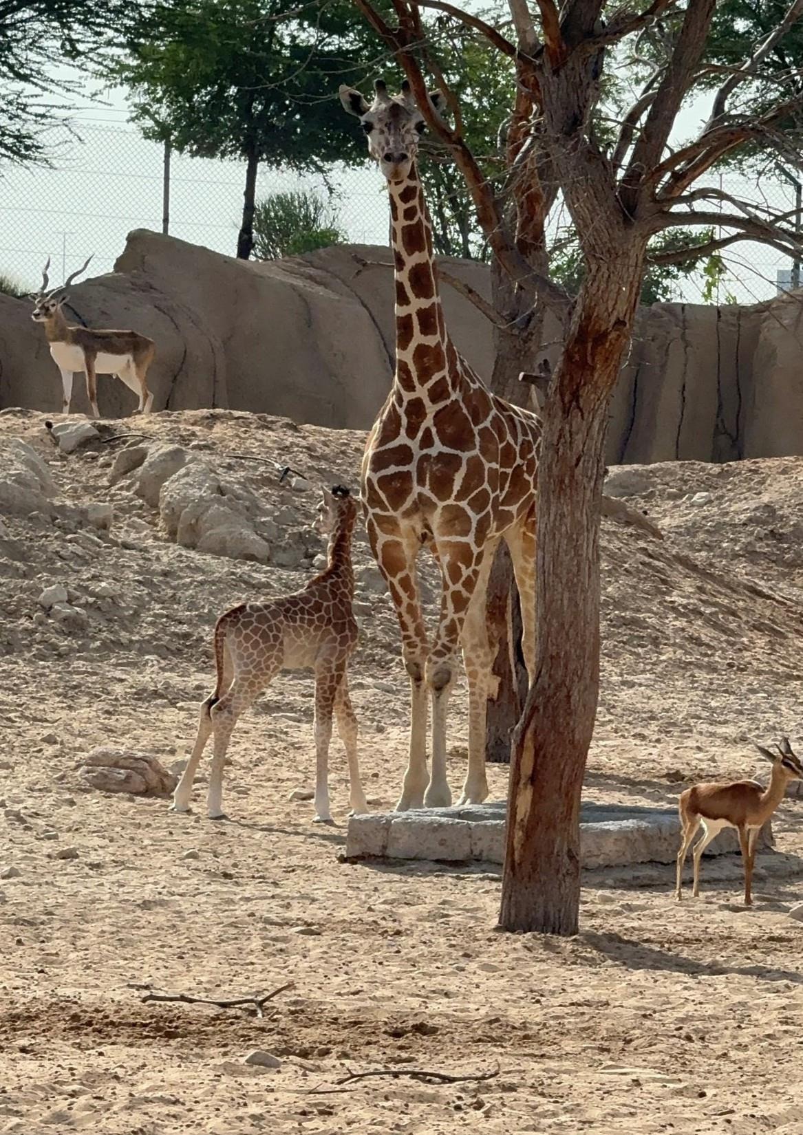 Giraffe and calf at Al Wathba Wildlife Breeding Centre