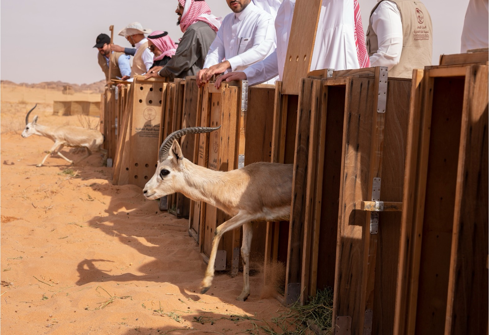 Wildlife release from transport crates for the AlUla Nature Reserves translocation project