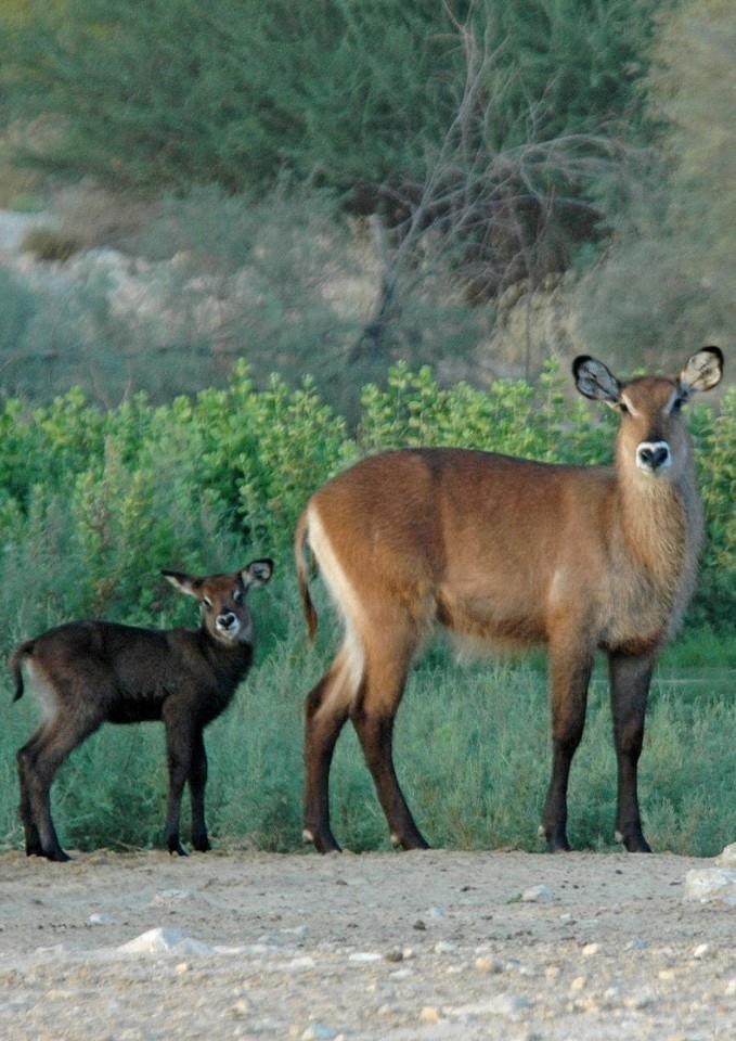 Adult and young wildlife at Jebel Hafeet Reserve