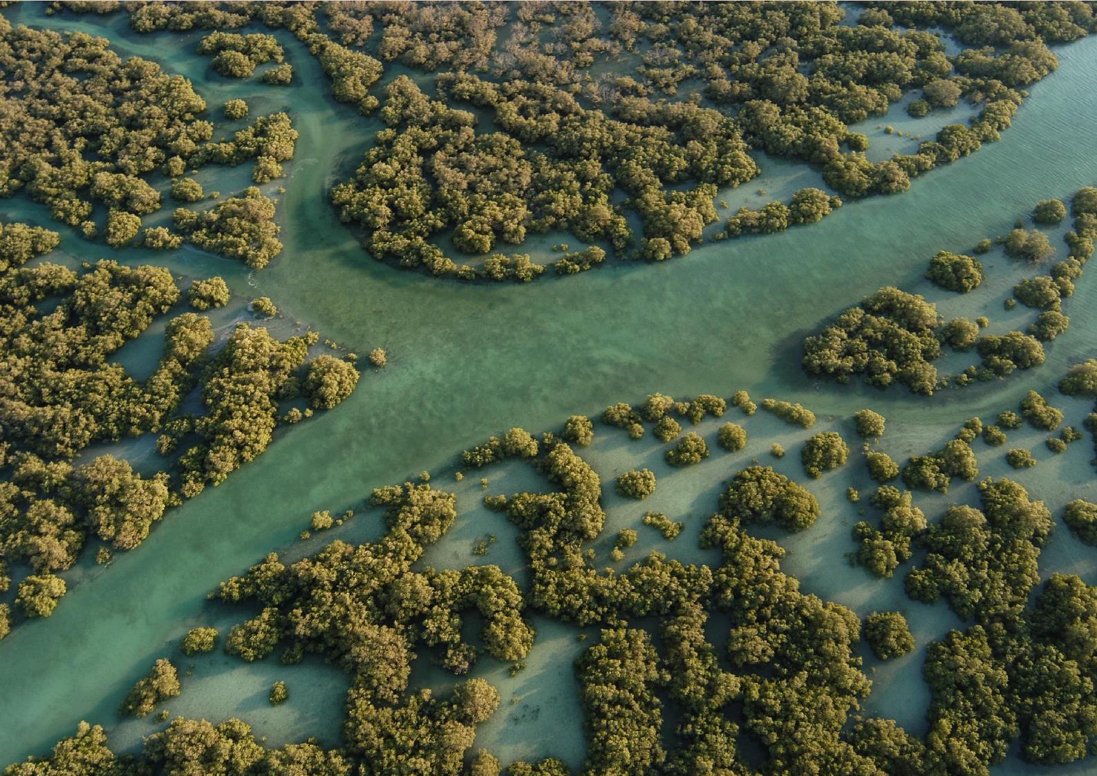 Aerial view across a mature mangrove landscape