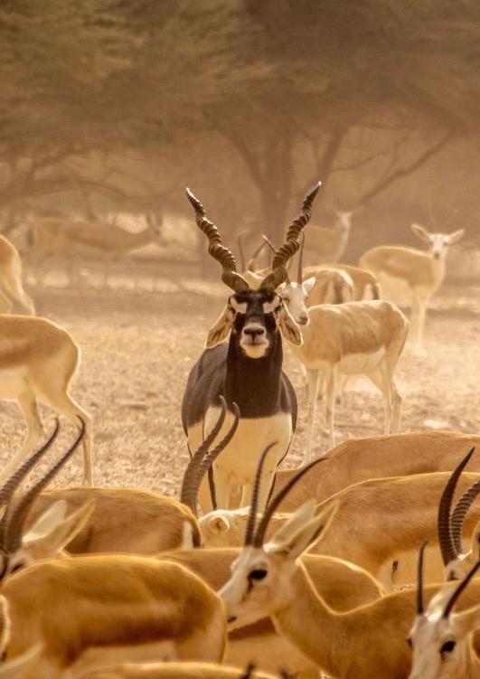 Wildlife herd at Sir Baniyas Island in Abu Dhabi