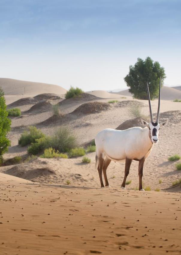 Arabian oryx in the desert landscape at Telal Resort